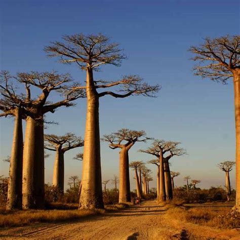 Morondava - Book with Madagascar Hotels Booking