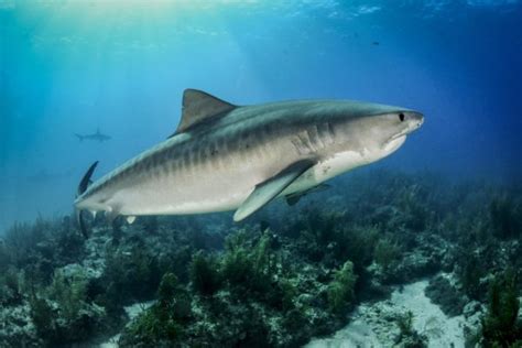 Conservation des requins : nouveau plan au Costa Rica | Costa Rica ...