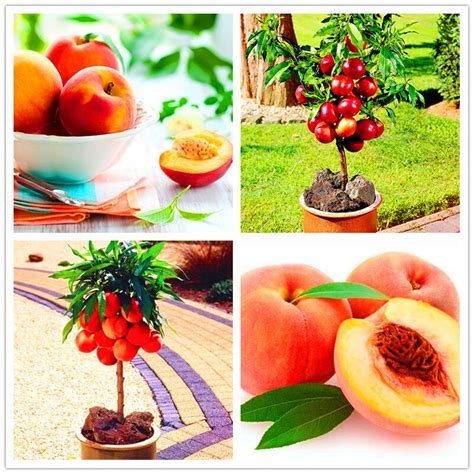 10 PCS / bag Sweet Peach bonsai Mountain Peach Autumn Red Peach Tree ...