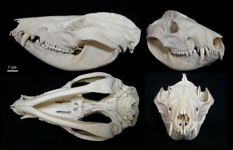 Crâne d'Opossum de Virginie / Virginia Opossum Skull (Didelphis ...