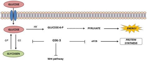 Glycogen synthase kinase-3 is not exclusively involved in glycogen... | Download Scientific Diagram