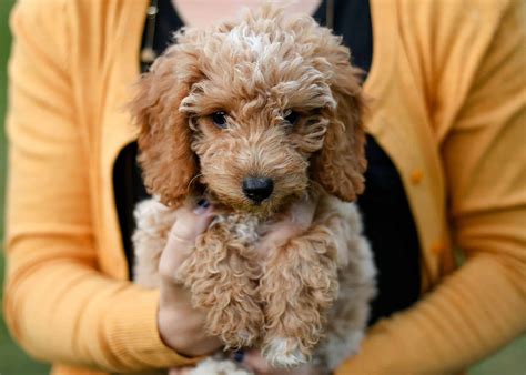 English Mini Goldendoodles - The Teddy Bear Breed