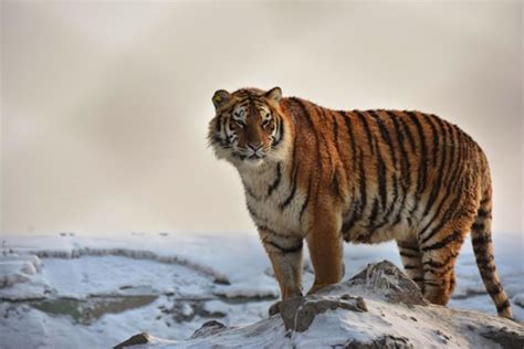 26 Spectacular Pictures Of Siberian Tigers In Their Natural Habitat