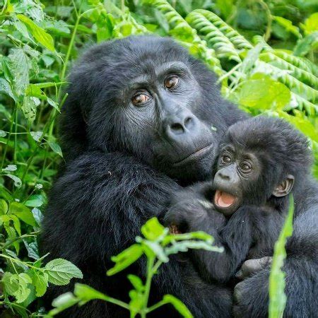 Gorilla Walk Adventures (Kampala, Uganda) - Review - Tripadvisor