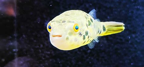 Spotted Congo Puffer - (Tetraodon schoutedeni)