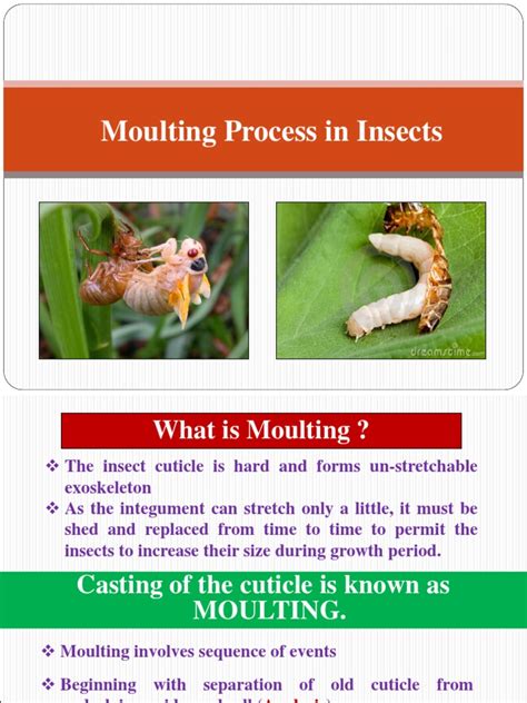 Moulting | PDF | Animal Physiology | Anatomy