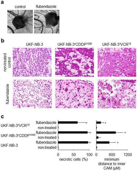 In vivo-effects of flubendazole in the chick chorioallantoic membrane... | Download Scientific ...