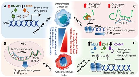 Epigenetics Definition