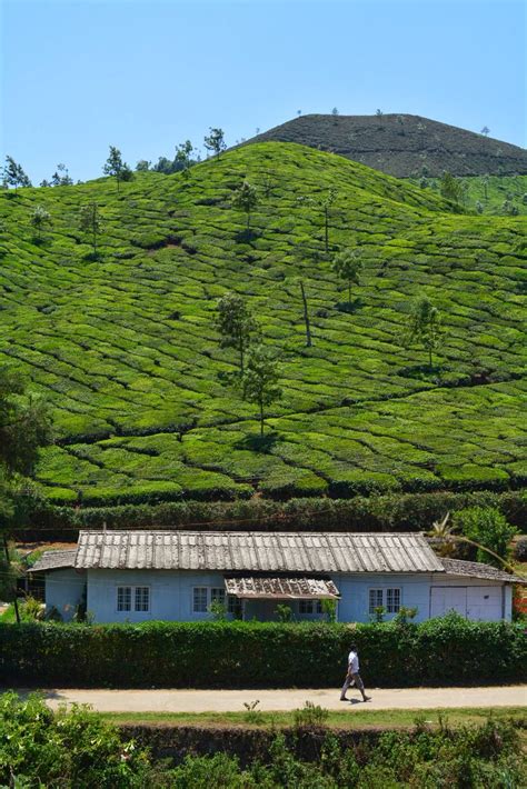 Munnar, Kerala, India • TomsTravels.Net