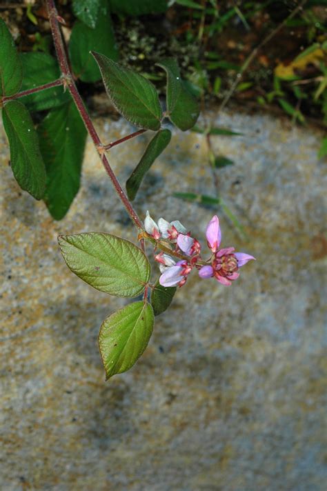 Desmodium (Fabaceae) image 74319 at PhytoImages.siu.edu