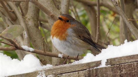 European Robin in winter. UHD 4K - YouTube