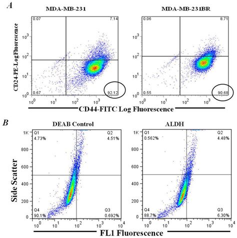 A, Flow cytometry analysis of CD44/CD24 cell surface markers.... | Download Scientific Diagram