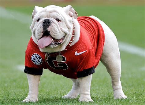 Georgia Bulldogs Mascot: Ranking All 10 ‘Ugas’ Over Nearly 70 Years | Fanbuzz