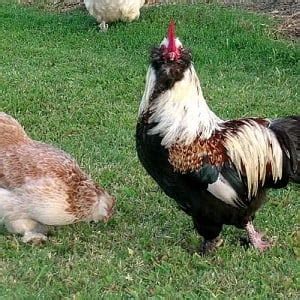 Faverolles | BackYard Chickens - Learn How to Raise Chickens