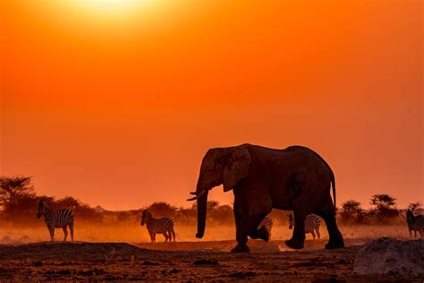 Elephant 4K, Africa, Botswana, Sunset, Wildlife, HD Wallpaper | Rare ...