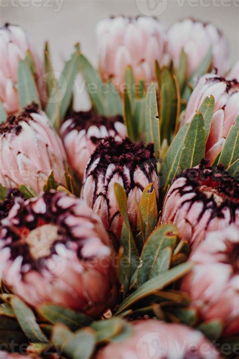 Pink Protea Bouquet 5687154 Stock Photo at Vecteezy