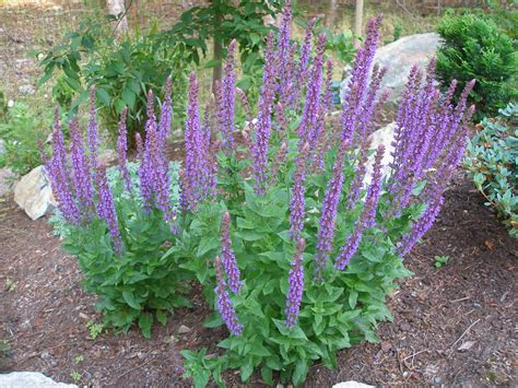 Salvia 'Ostfriesland' - gives a long summer show that the deer don't eat | perennial palette ...