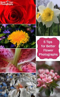 5 Tips for Better Flower Photographs | Boost Your Photography