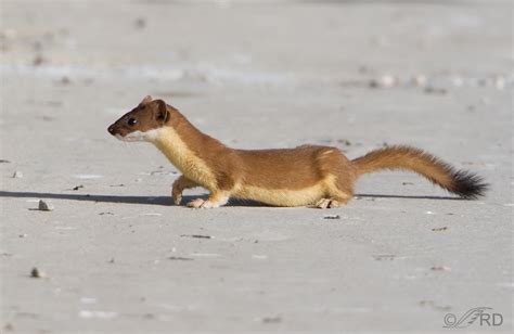 Long-tailed Weasel, summer molt – Feathered Photography