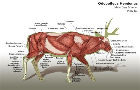 Whitetail Deer Anatomy Diagram