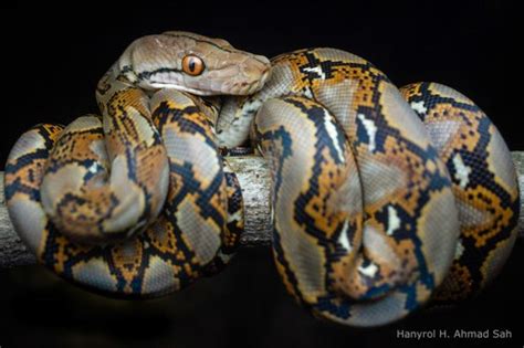 Pythons (Family Pythonidae) · iNaturalist