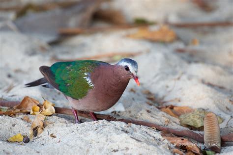 Common Emerald Dove - Breeding Ritual? | Philippine Bird Photography Forum