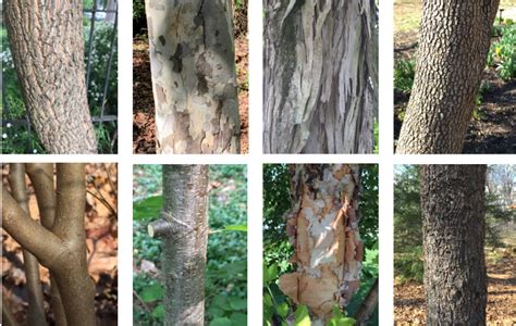 Sassafras Tree Bark Identification - Goimages Signs