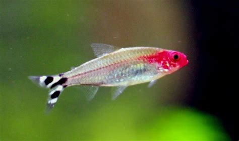 Rummy Nose Tetra Care, Tank, Size, Lifespan, Breeding, Tankmates, Full ...