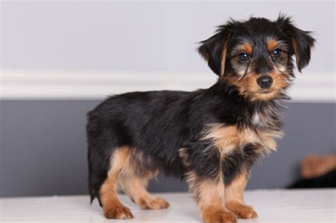 The Dorkie is a designer dog breed, which means that it is a mixture or ...