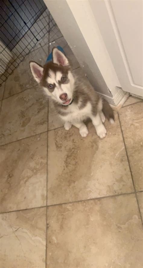 Siberian Husky Puppies For Sale | Tampa, FL #350127