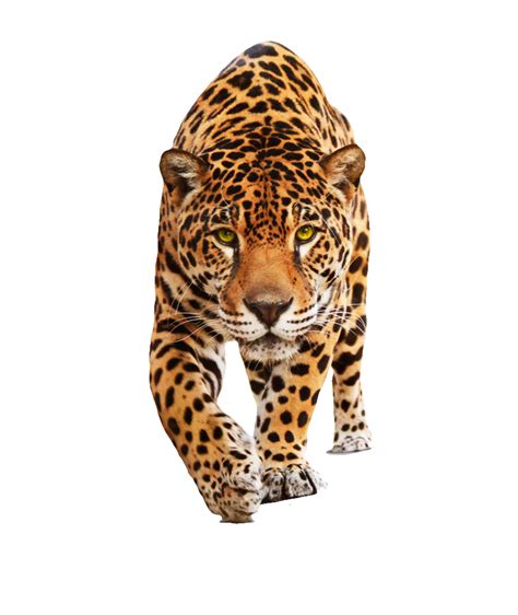 Jaguar PNG Transparent Images - PNG All