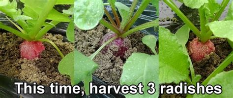 Harvest radish (Best time to harvest radishes) – Best way to grow radishes from seed | Vegetable ...