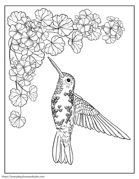 Hummingbird Coloring Pages Printable