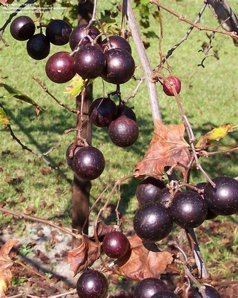 PlantFiles Pictures: Muscadine, Southern Fox Grape, Scuppernong ...