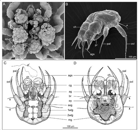 The protonymphon larva of Pycnogonida. a Ventral view of egg-carrying ...