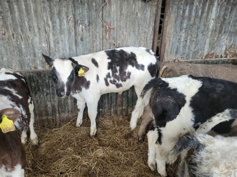 Blue calves for clogher mart 20/1 for sale in Co. Fermanagh for £123 on DoneDeal