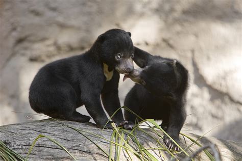 Gentle Reassurance between Sun Bear Cubs - ZooBorns