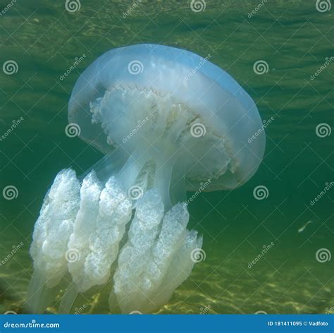 Marine Jellyfish, in a Natural Habitat Stock Image - Image of habitat, animal: 181411095