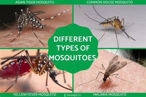 Different Types of Mosquitoes - Mosquito Species With Photos