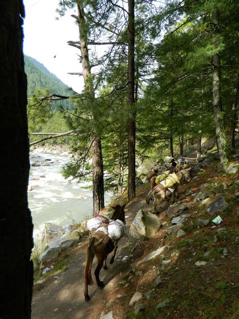 Awesome Kasol, Parvati Valley, Himachal Pradesh - Tripoto