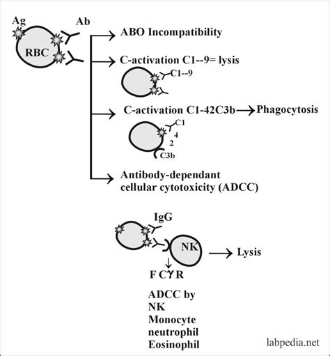 Chapter 12: Type II Hypersensitivity Reaction and ADCC (Cytotoxic ...