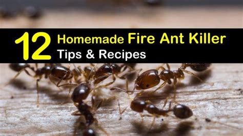 12 Do-It-Yourself Fire Ant Killer Recipes that Work