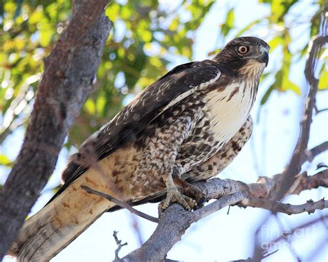 Juvenile Red Tailed Hawk Photograph by Wingsdomain Art and Photography