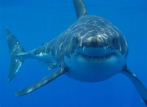 File:Great white shark south africa.jpg - Wikimedia Commons