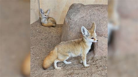 Lee Richardson Zoo welcomes pair of fennec foxes