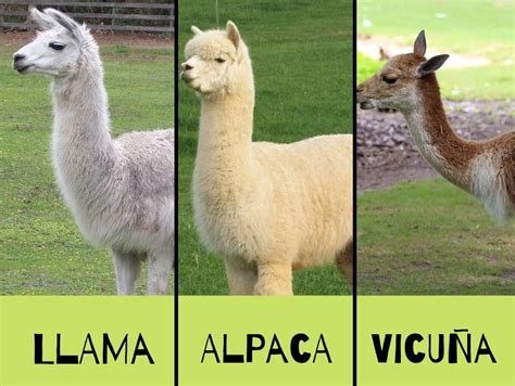 Diferencias entre llama, alpaca y vicuña | Viajes del Perú - Travel Blog sobre el Perú