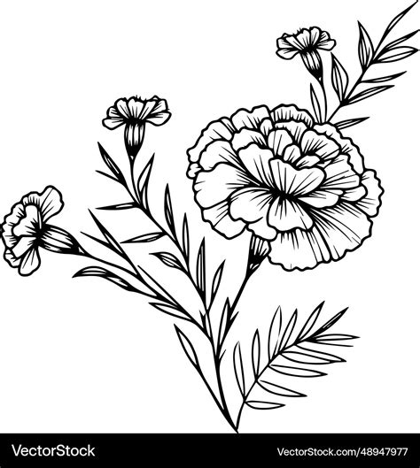 Vintage marigold drawing outline Royalty Free Vector Image