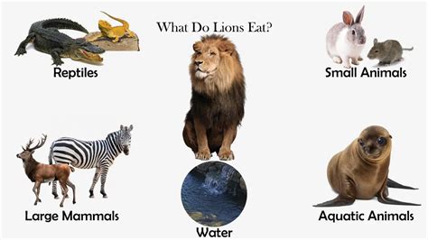 What Do Lions Eat? - Feeding Nature