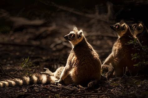 Cute Wild Lemurs Family Wild Animal Strepsirrhini Endangered Photo ...