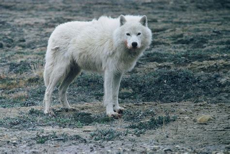 Arctic wolf (Canis lupus arctos) showing long, shaggy coat, blocky body and short ears ...